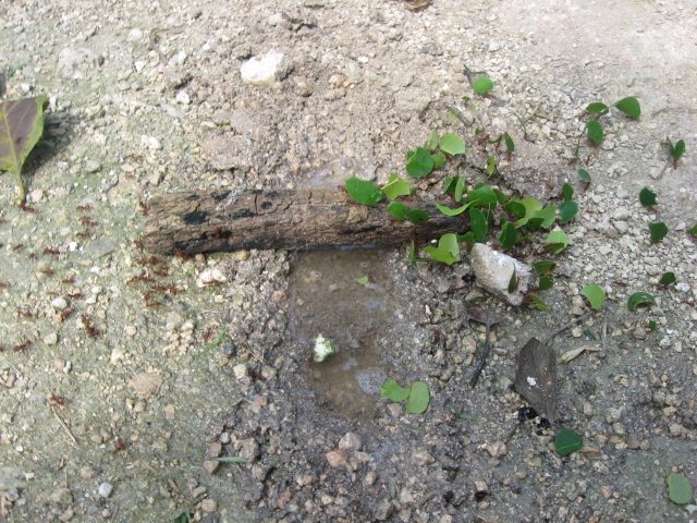 Ant Highway
