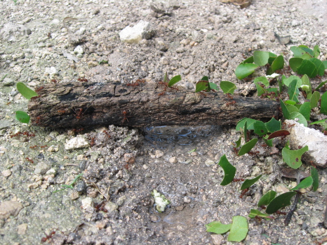 Ant Highway