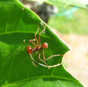 Leaf-cutter ants