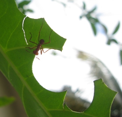 Ant Highway