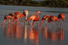 Birding