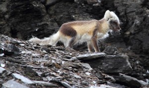 Svalbard Polar Bears