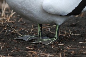 What bird has green toes?