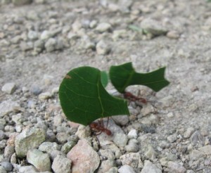 Ant Highway