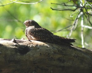Lesser Nighthawk