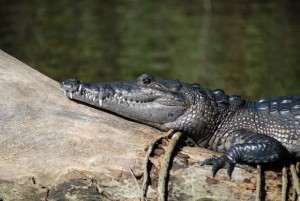 Morelet's Crocodile