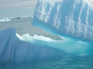 Svalbard Polar Bears