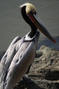 Birding