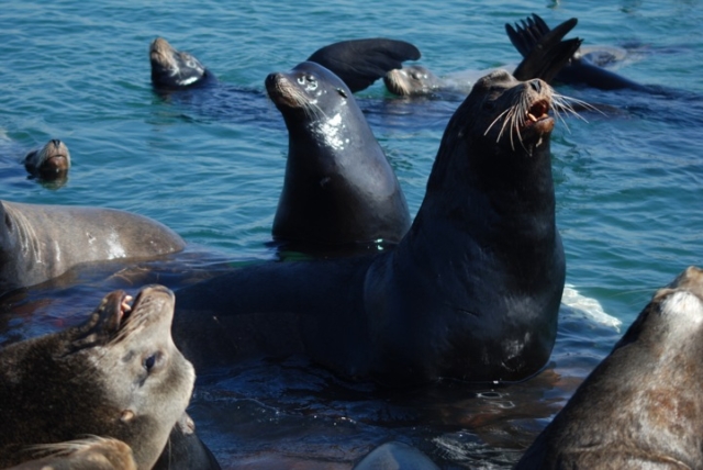 Ensenada
