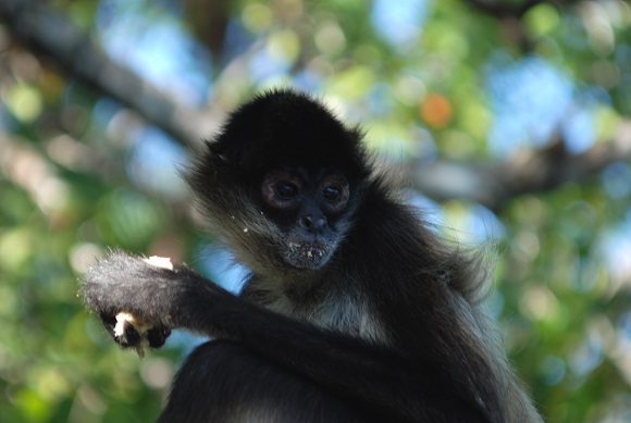 Spider Monkey