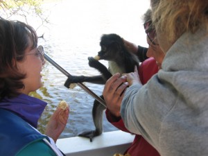 Spider Monkey in Boat