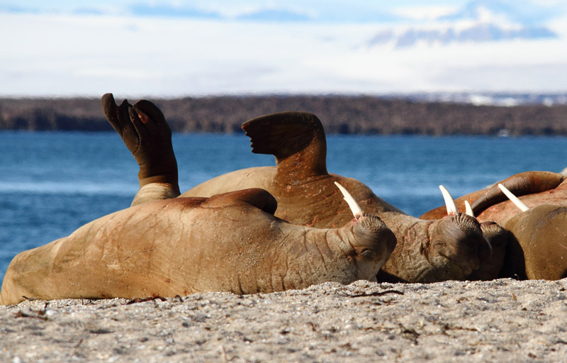 Svalbard Polar Bears