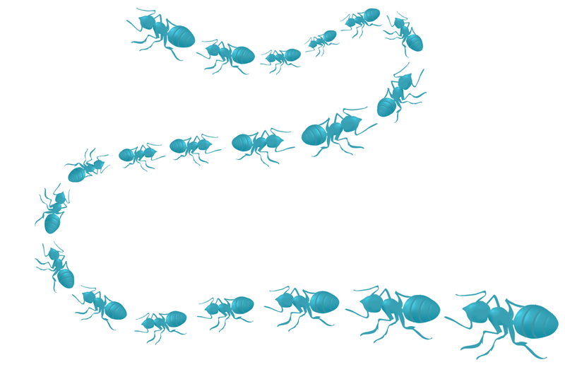 Lost Army Ants