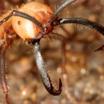 Army Ants