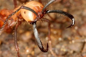 Army Ants