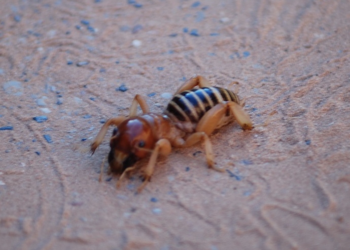 Jerusalem Cricket