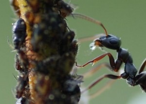 Herding Aphids