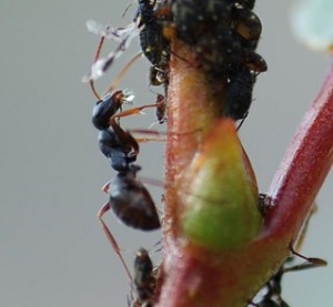 Herding Aphids