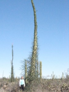 GUERRERO NEGRO
