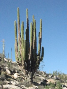 GUERRERO NEGRO