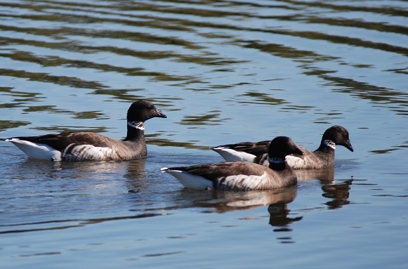 Brant Geese