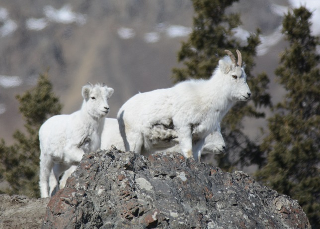 Dall Sheep