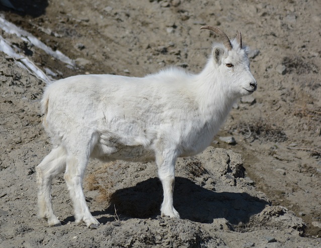 Dall Sheep