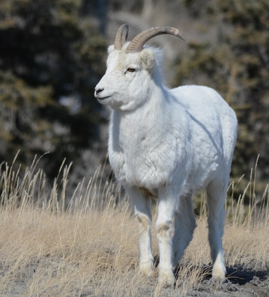 Dall Sheep