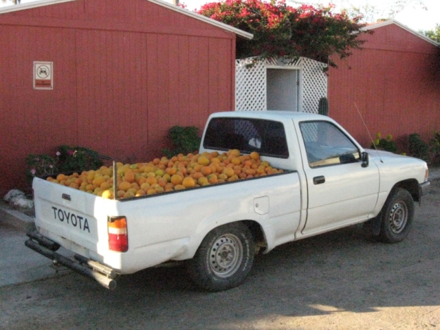 Malarrimo