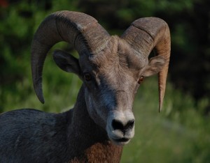 Bighorn Sheep