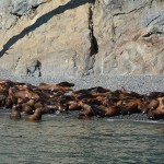 Steller Sealion 13as