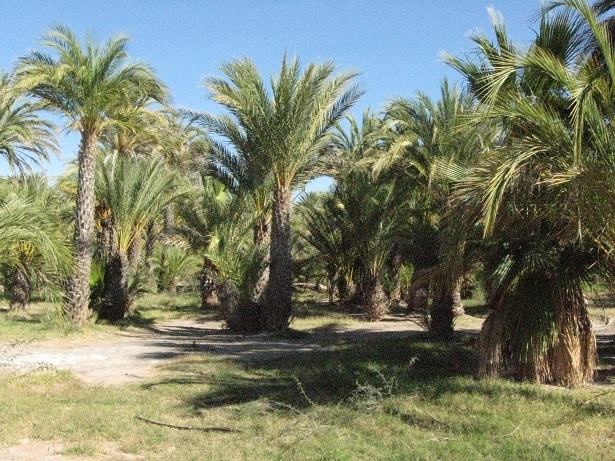 San Ignacio & Mulege