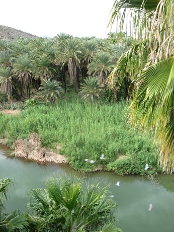 San Ignacio - Mulege