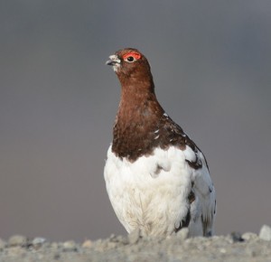 Willow Ptarmigan