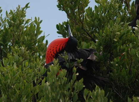 Magnificent Frigatebird
