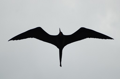 Magnificent Frigatebird