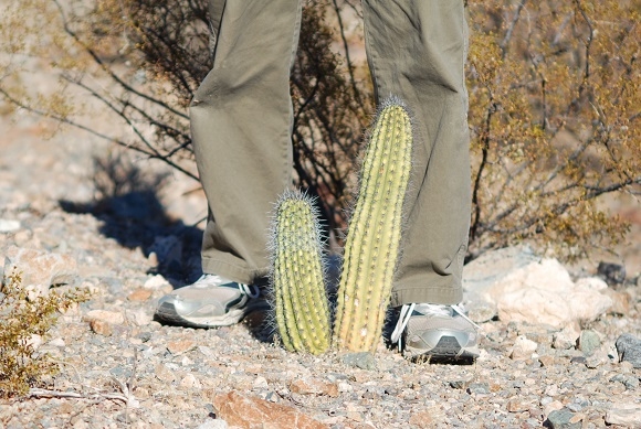 Organ Pipe Cactus