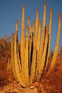 Organ Pipe Cactus