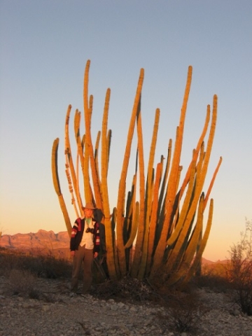 Organ Pipe Cactus