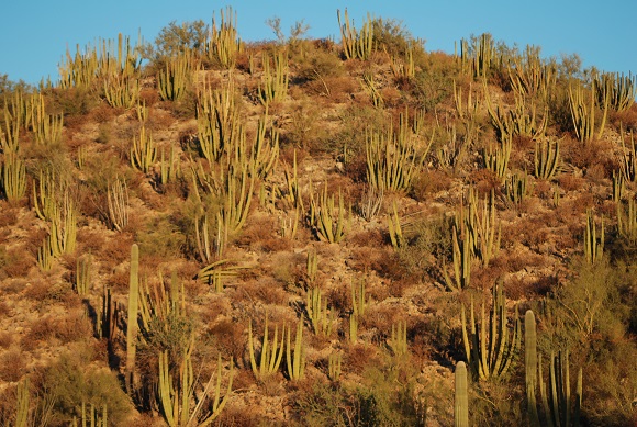 Organ Pipe Cactus