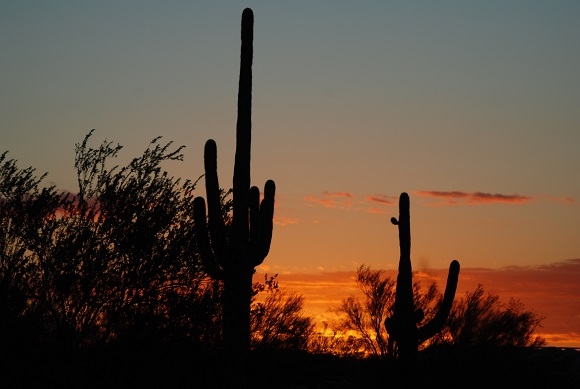 Organ Pipe Cactus