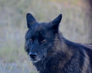 Grey Wolf