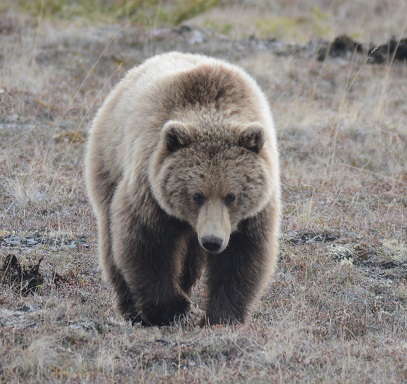 Dempster Highway