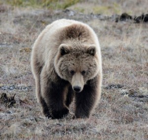 Dempster Highway