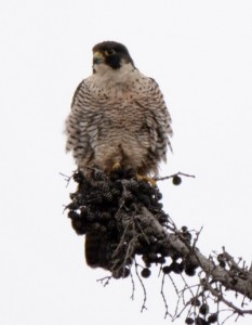 Peregrin Falcon