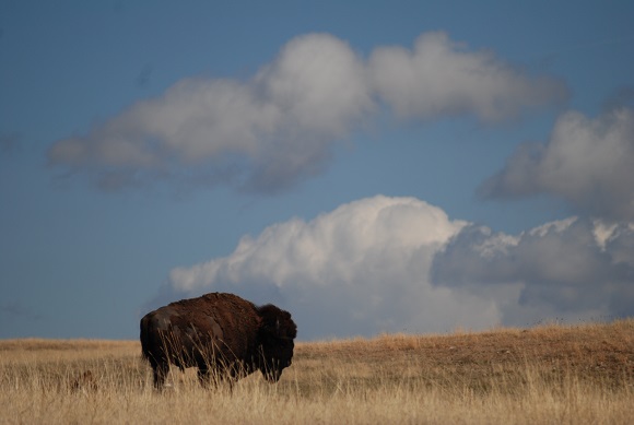 Bison