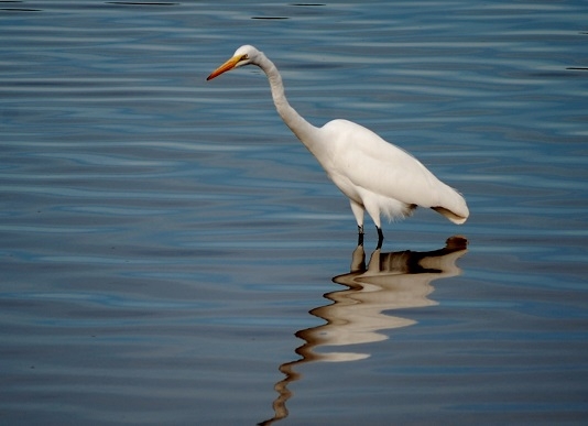Great Egret