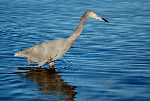 Little Blue Heron