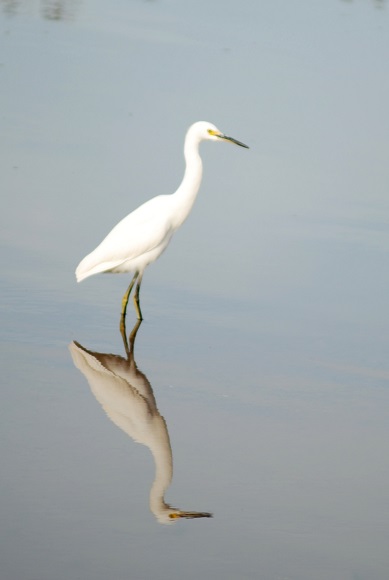 Snowy Egret