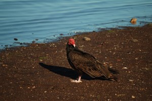 Turkey Vulture